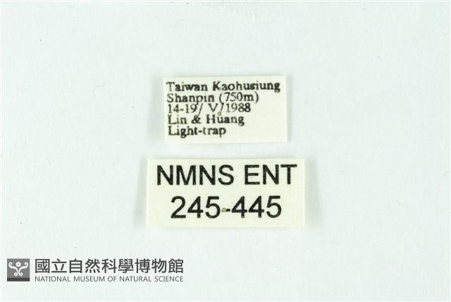 三色豔苔蛾藏品圖，第3張