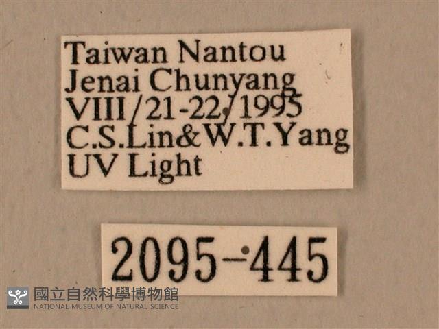 背中白天蛾藏品圖，第3張