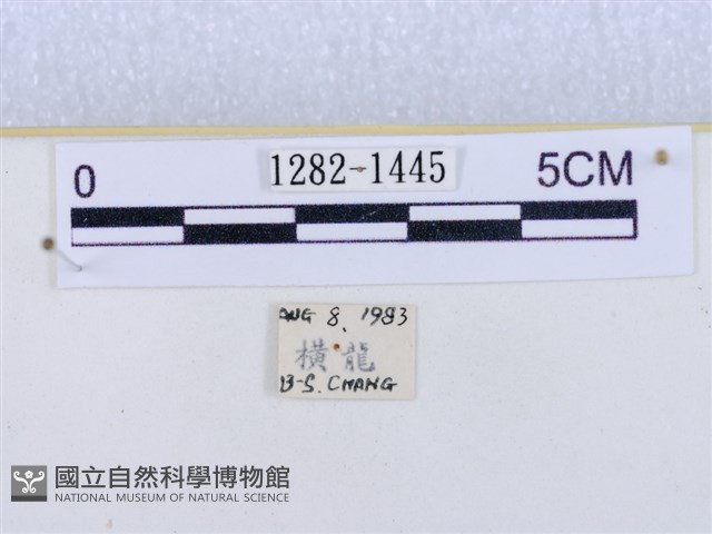 閃光苔蛾藏品圖，第3張