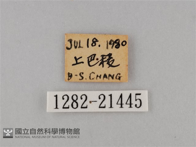 大波眼蝶藏品圖，第3張