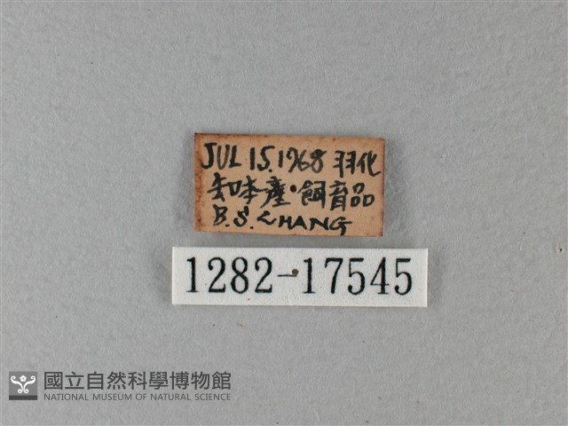 異紋帶蛺蝶藏品圖，第3張