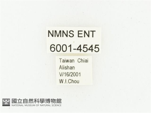 巴蘭陷紋金龜藏品圖，第2張