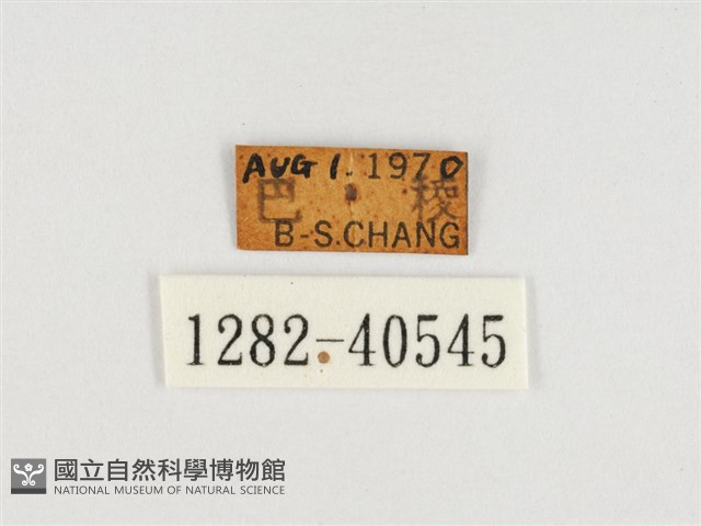 甲仙翠蛺蝶藏品圖，第3張