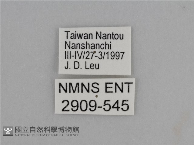 臺灣絹蛺蝶藏品圖，第3張