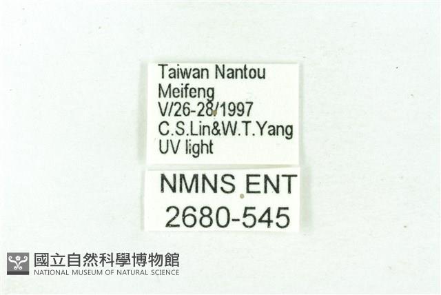 臺雪苔蛾藏品圖，第3張