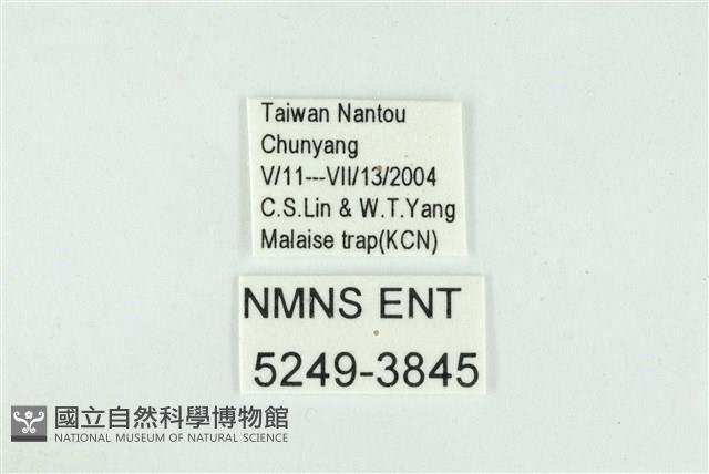 渡氏烏灰蝶藏品圖，第3張