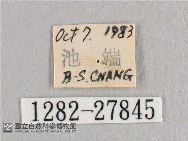 接骨木帶鉤蛾藏品圖，第3張