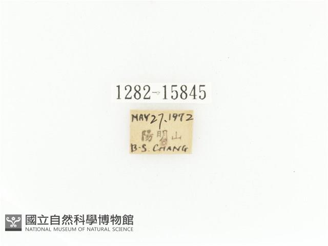 臺灣角金龜藏品圖，第2張