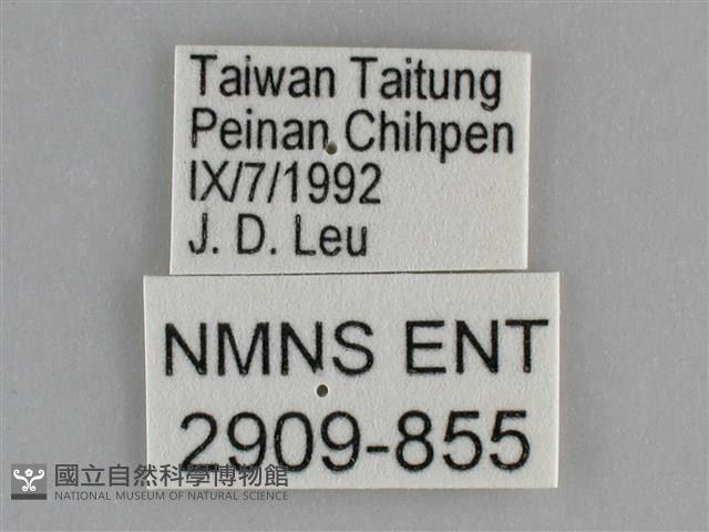 遷粉蝶、淡黃蝶藏品圖，第3張