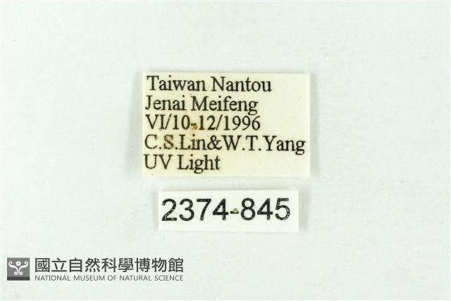 赭新污燈蛾藏品圖，第3張