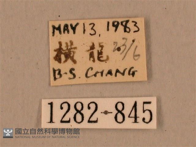 背中白天蛾藏品圖，第3張