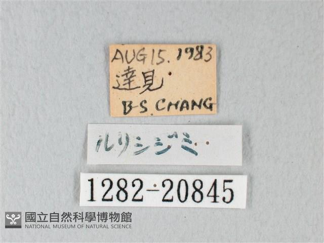 琉璃灰蝶藏品圖，第3張