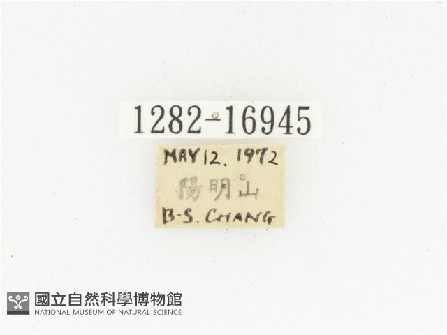 橫斑黑花金龜藏品圖，第2張