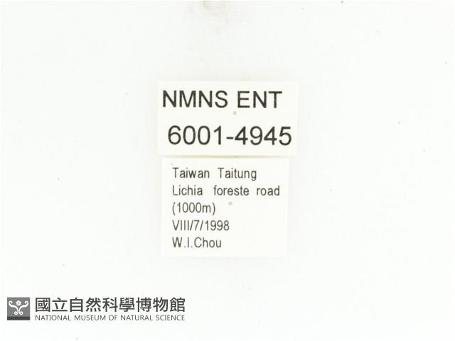 藍艷白點花金龜藏品圖，第2張