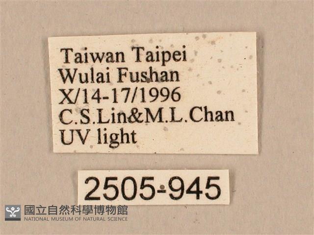 棕綠背線天蛾藏品圖，第3張