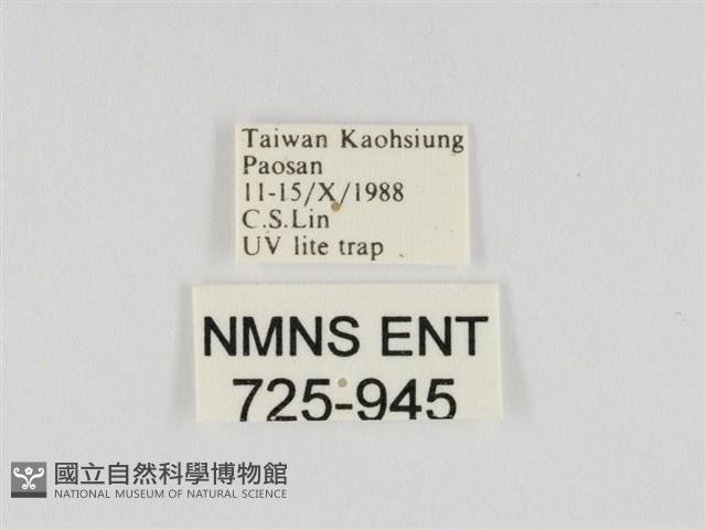 線紋篩蛾藏品圖，第3張