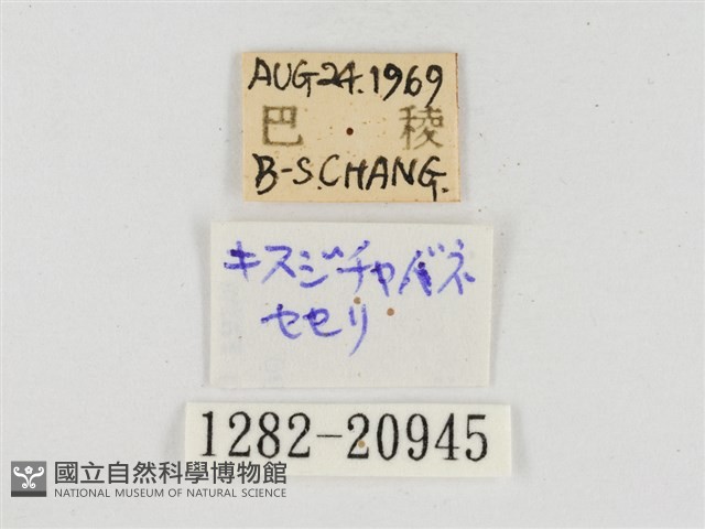 臺灣脈弄蝶藏品圖，第3張