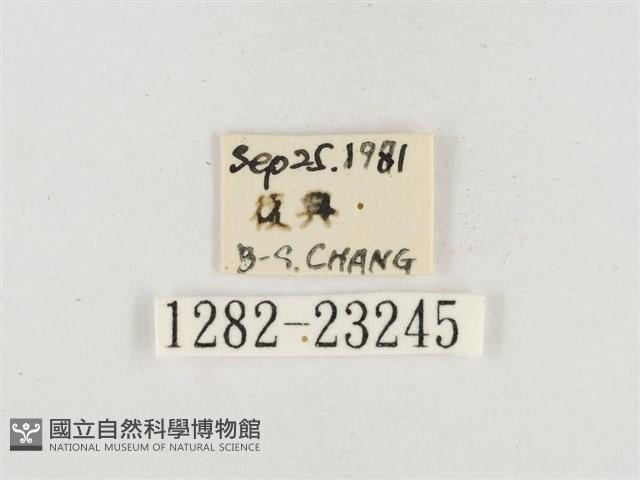 小白紋毒蛾藏品圖，第3張