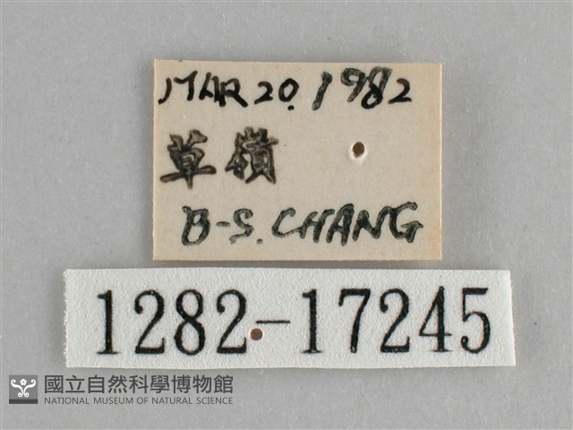 圓翅紫斑蝶藏品圖，第3張