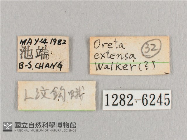 銀端帶鉤蛾藏品圖，第3張