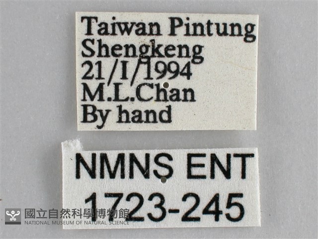 藍紋鋸眼蝶藏品圖，第3張