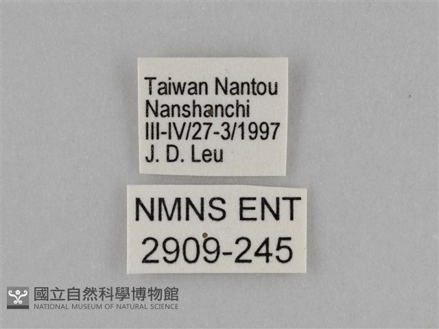 異紋紫斑蝶藏品圖，第3張