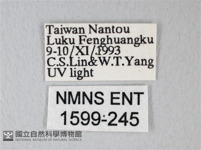 臺灣卵翅蛾藏品圖，第3張