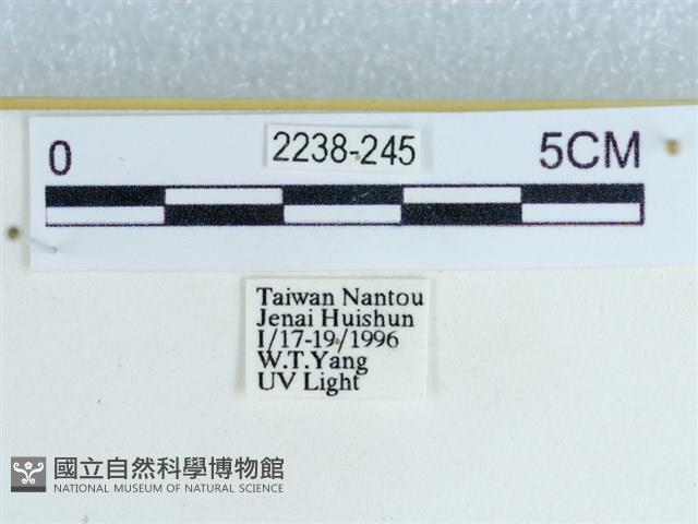 粉蝶燈蛾藏品圖，第3張