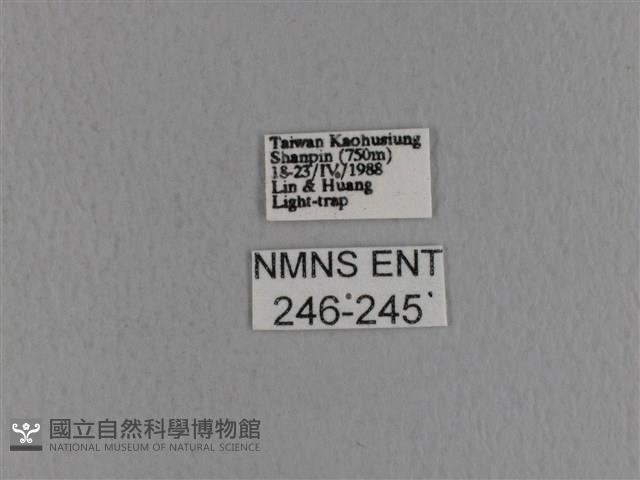 青枯葉蛾藏品圖，第3張