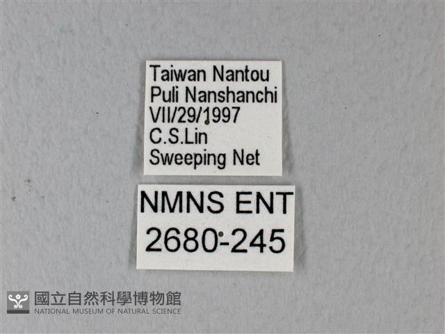 異粉蝶、雌白黃蝶藏品圖，第3張