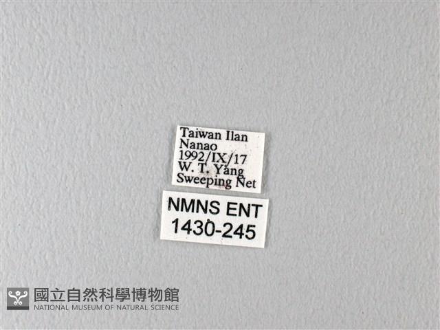 多姿麝鳳蝶藏品圖，第3張