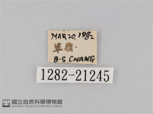 小波眼蝶藏品圖，第3張