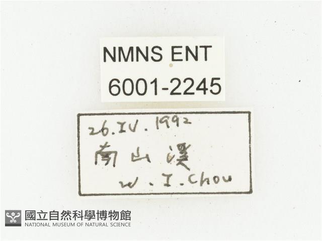 巴蘭陷紋金龜藏品圖，第2張