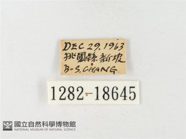紋黃粉蝶藏品圖，第3張