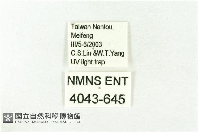 樹形尺蛾藏品圖，第3張