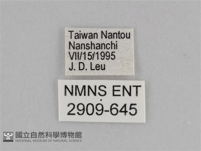 紫帶眉眼蝶藏品圖，第3張
