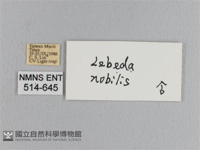 松大毛蟲藏品圖，第3張