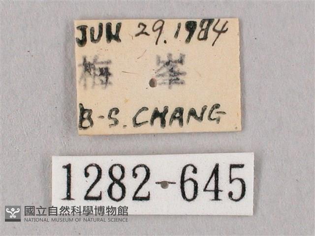 桃紅六點天蛾藏品圖，第3張