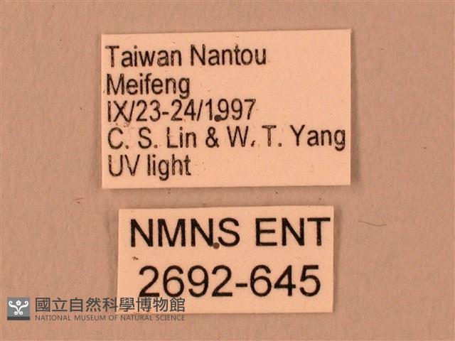 波紋豆天蛾藏品圖，第3張