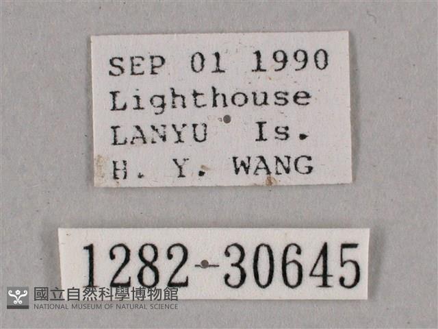 背帶斜紋天蛾藏品圖，第3張