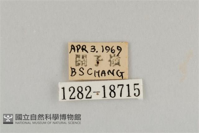 藍灰蝶沖繩亞種藏品圖，第3張