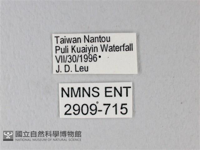 橙端粉蝶、端紅蝶藏品圖，第3張