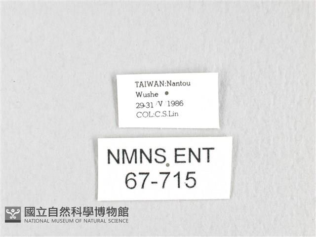 銀肩枯葉蛾藏品圖，第3張