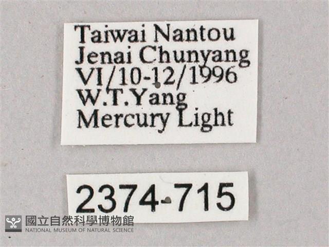 榆綠天蛾藏品圖，第3張