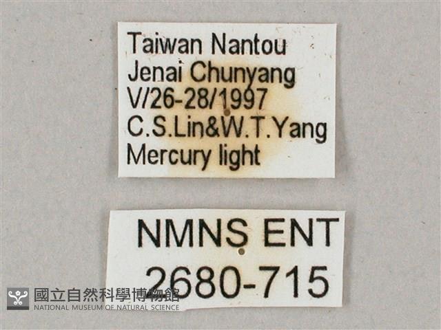 盾天蛾藏品圖，第3張