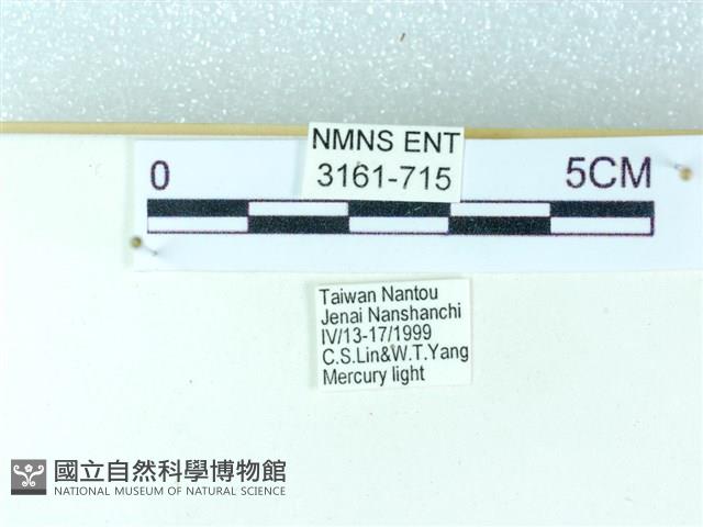 粉蝶燈蛾藏品圖，第3張