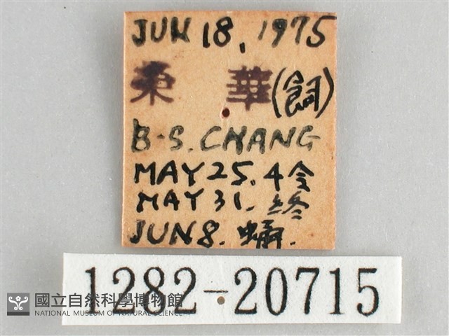 森林暮眼蝶、黑樹蔭蝶藏品圖，第3張