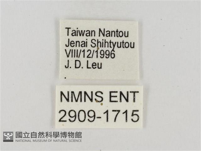 熱帶白裙弄蝶藏品圖，第3張