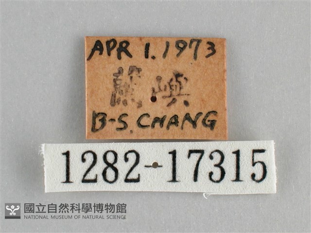 鱗紋眼蛺蝶藏品圖，第3張