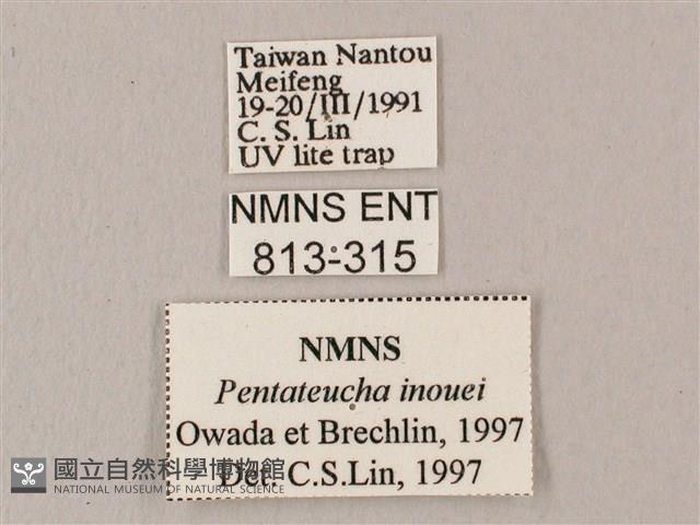 井上氏絨毛天蛾藏品圖，第3張
